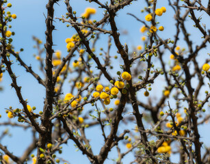 Close-Up of Schaffner's Acacia Vachellia schaffneri with Yellow Flowers on a Thorned Branch in Mexico