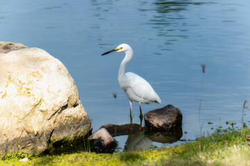 Snowy Egret (Egretta thula) Perched on a Rock in Mexico