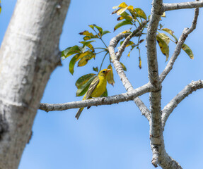 Western Tanager (Piranga ludoviciana) Perched on a Branch in Mexico