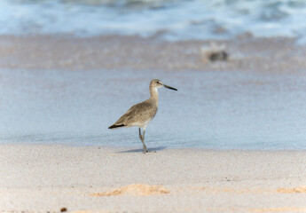 Willet (Tringa semipalmata) Foraging on a Sandy Beach in Mexico