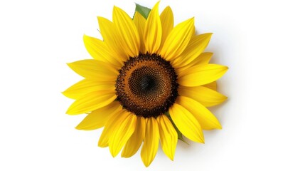 Fototapeta premium A Single Sunflower Blossom on White