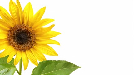Obraz premium Vibrant Yellow Sunflower on White Background