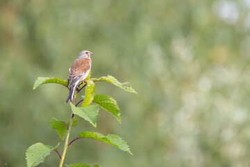 Linnet (Linaria cannabina) perched high on a leafy branch. Yorkshire, UK in Summer