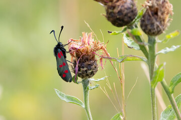 Six-spot burnet (Zygaena filipendulae), day flying moth on wildflower. Yorkshire, UK in Summer