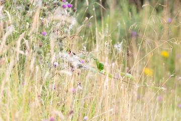 Goldfinch (Carduelis carduelis) hidden amongst wildflowers and seedheads in a reedbed habitat. Yorkshire, UK in July