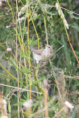 Common Chiffchaff (Phylloscopus collybita) foraging amongst wildflowers in Yorkshire, UK
