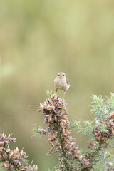 Common Chiffchaff (Phylloscopus collybita) foraging amongst cobwebs and gorse bushes in Yorkshire, UK