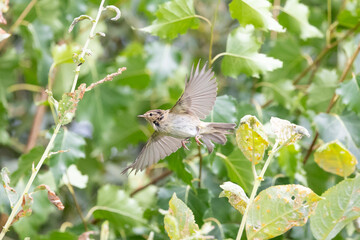 Common Chiffchaff (Phylloscopus collybita) flying amongst bushes in Yorkshire, UK