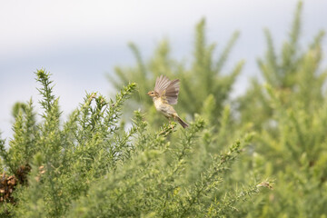 Common Chiffchaff bird (Phylloscopus collybita) foraging amongst gorse bushes in Yorkshire, UK
