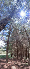 vertical landscape with very tall pine trees and sunshine between the branches