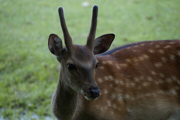 Reh Wild Geweih Fell mit Flecken