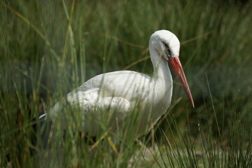 Storch im Gras