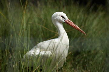 Storch im Gras