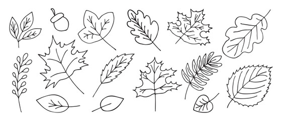 Autumn leaves in doodle style on a white background. Hand drawn autumn leaves.