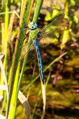 Große Königslibelle (Anax imperator), männlich sitzt an einer Wasserpflanze