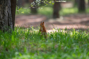 squirrel in the woods