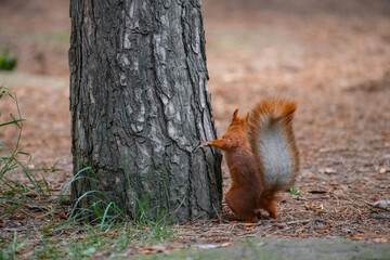 squirrel on a tree