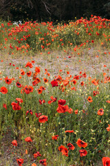 Beautiful summer meadow filled with wonderful flowers