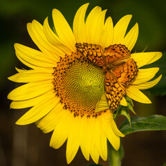 Fototapeta premium Butterfly feeding on a sunflower