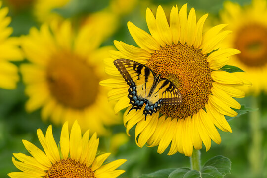 Eastern tiger swallowtail butterfly feeding on a sunflower