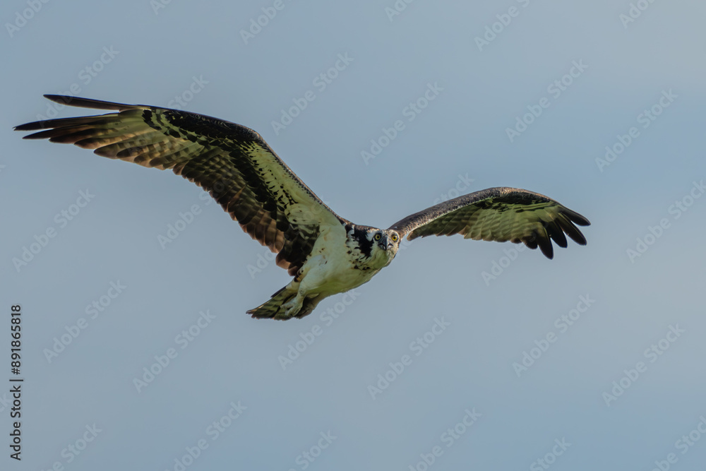 Canvas Prints osprey in flight