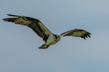 osprey in flight