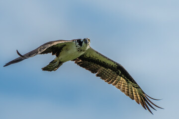 osprey in flight