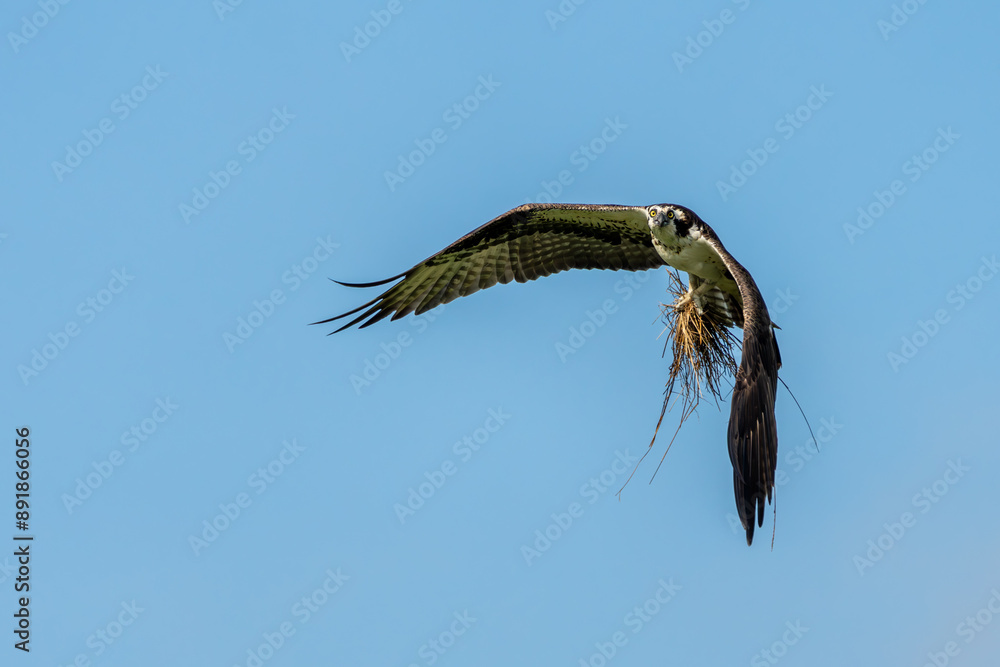 Canvas Prints osprey flying with claws filled with nesting material