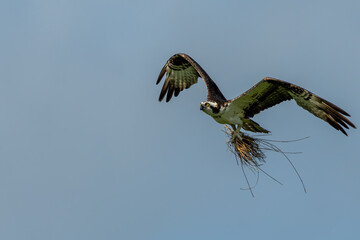 Osprey flying with claws filled with nesting material