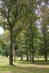 Naklejka premium Stromovka Royal Game Reserve, large park in the Bubenec district of Prague, Czech Republic