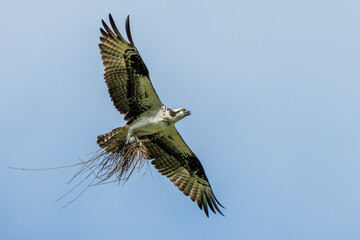 Osprey flying with claws filled with nesting material