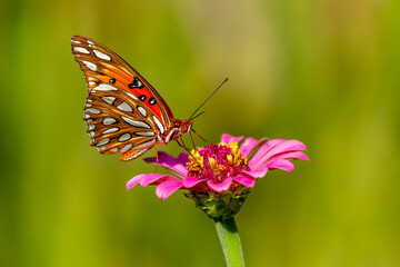 Butterfly feeding on a zinnia flower