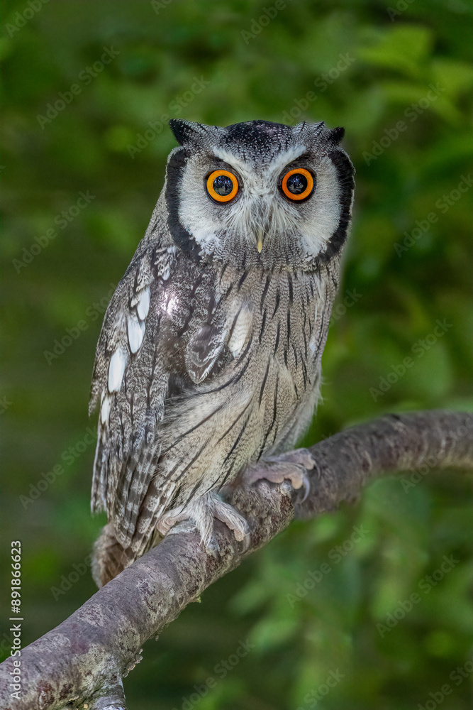 Poster A very close up portrait of a scops owl as it is perched in a tree. The natural out of focus background has ample space for text copy. It is staring at the camera