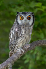 A very close up portrait of a scops owl as it is perched in a tree. The natural out of focus background has ample space for text copy. It is staring at the camera