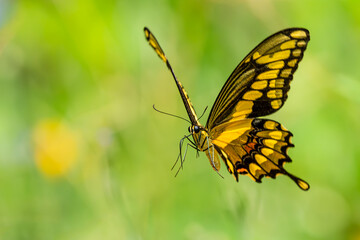 Giant Swallowtail Butterfly flying in garden