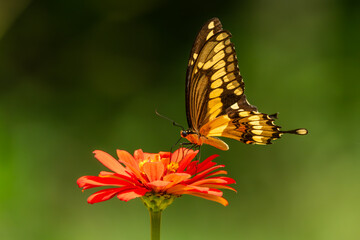 Giant Swallowtail Butterfly feeding on a zinnia flower