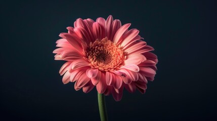 Sweet pink flower against dark backdrop