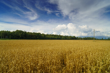 wheat field and sky