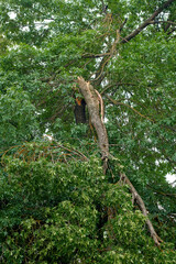 Tree with severely damaged branch, hurricane aftermath. Broken huge fraxinus tree branch after storm wind. Fractured thick limb, hurricane wind damage.