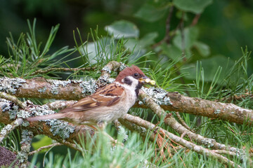 Eurasian tree sparrow.