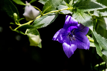 a purple flower