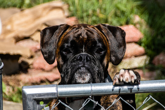 a boxer on a fence