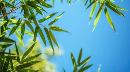Bamboo leaves and blue sky as a background in an image