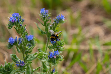 bee on lavender