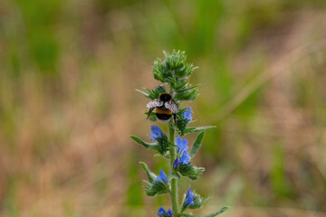 bee on a flower