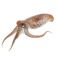 Photo of Squid isolated on transparent background