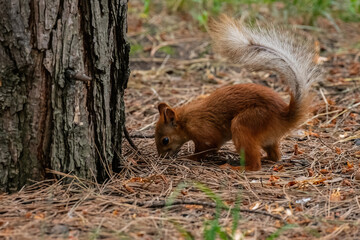 squirrel in the forest