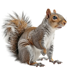 Fototapeta premium Photo of Squirrel isolated on transparent background
