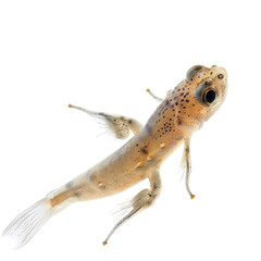 Obraz premium Photo of Tadpole isolated on transparent background
