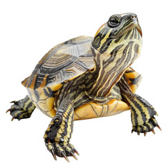 Naklejka premium Photo of Terrapin isolated on transparent background